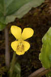 Roundleaf yellow violet